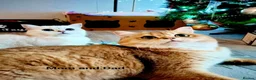 British Shorthair cats for sale: TICA 🐾 British Shorthair and Longhair kittens  - Advert 10