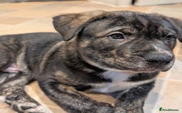 Mixed Breed dogs for sale: Two beautiful Staffy x Husky puppies  - Image 16