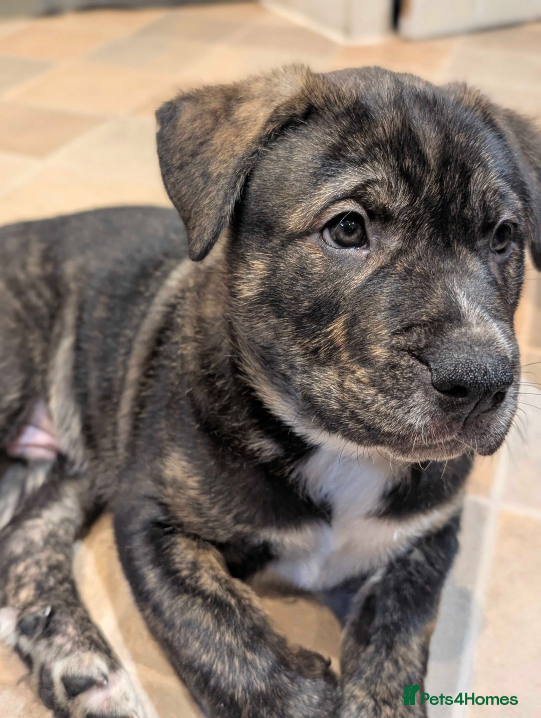 Mixed Breed dogs for sale: Two beautiful Staffy x Husky puppies  - Image 16