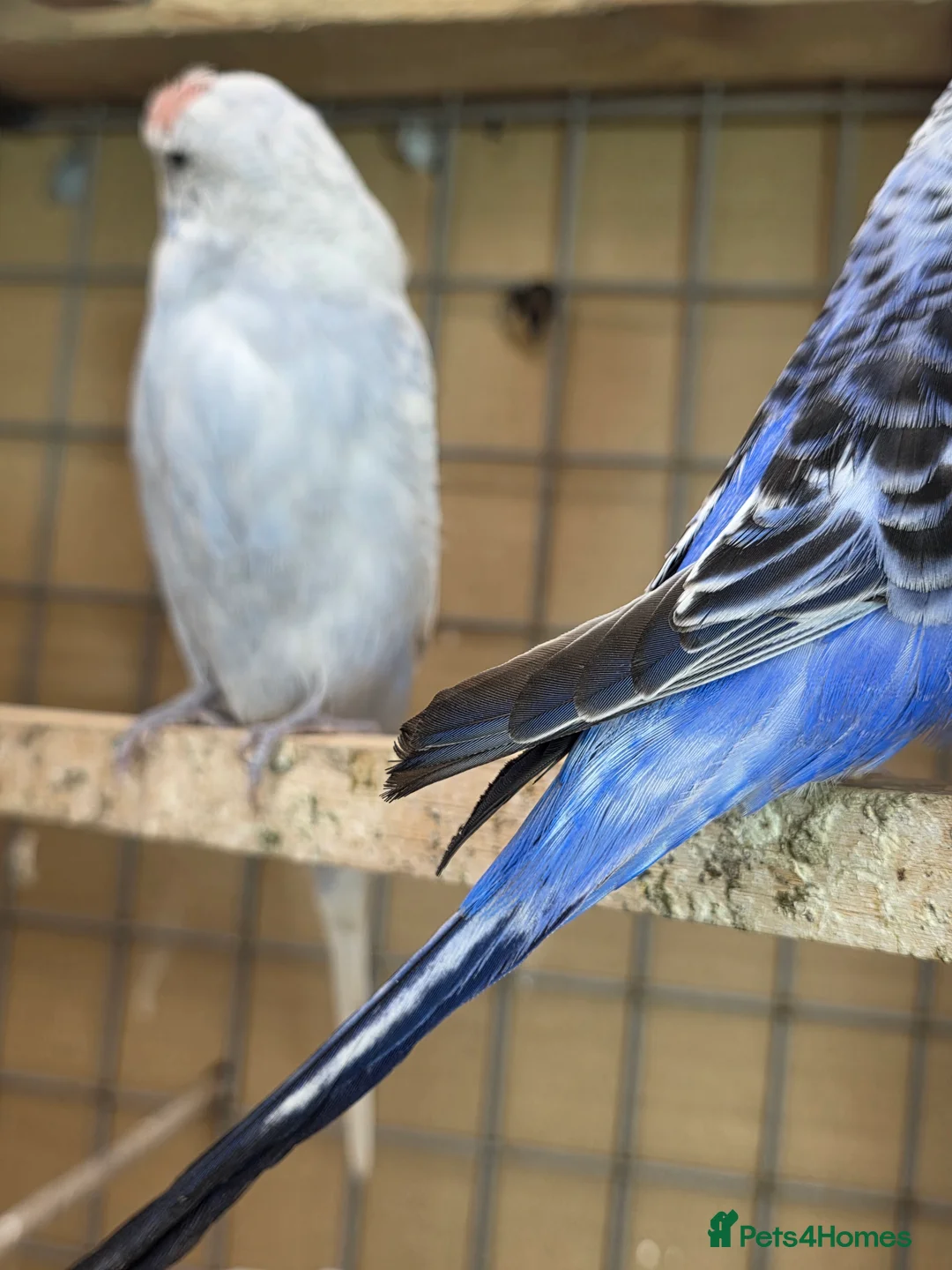 Budgerigars birds for sale: Budgies and guliden finch  - Advert 12