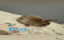 Netherland Dwarf rabbits for sale: Baby Netherland dwarfs  - Image 1