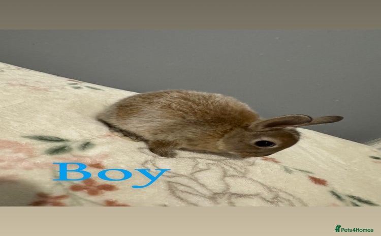 Netherland Dwarf rabbits - Advert 3