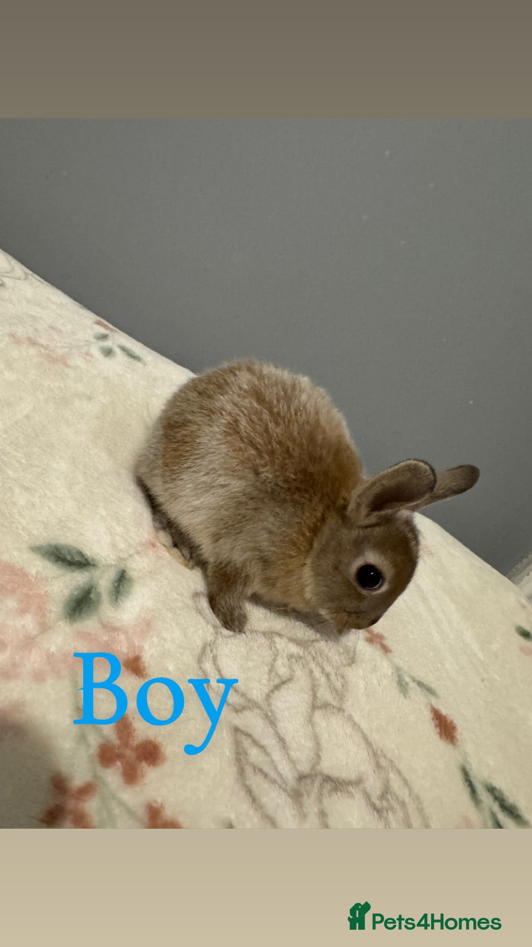 Netherland Dwarf rabbits for sale: Baby Netherland dwarfs  - Image 1