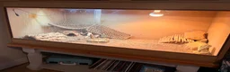 Bearded Dragon reptiles for sale: Red/Orange Bearded Dragon in Diss - Advert 4