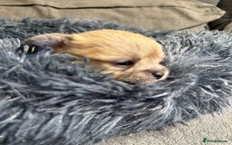 Mixed Breed dogs for sale: Malchi Puppies Looking for Their Forever Homes  - Image 7
