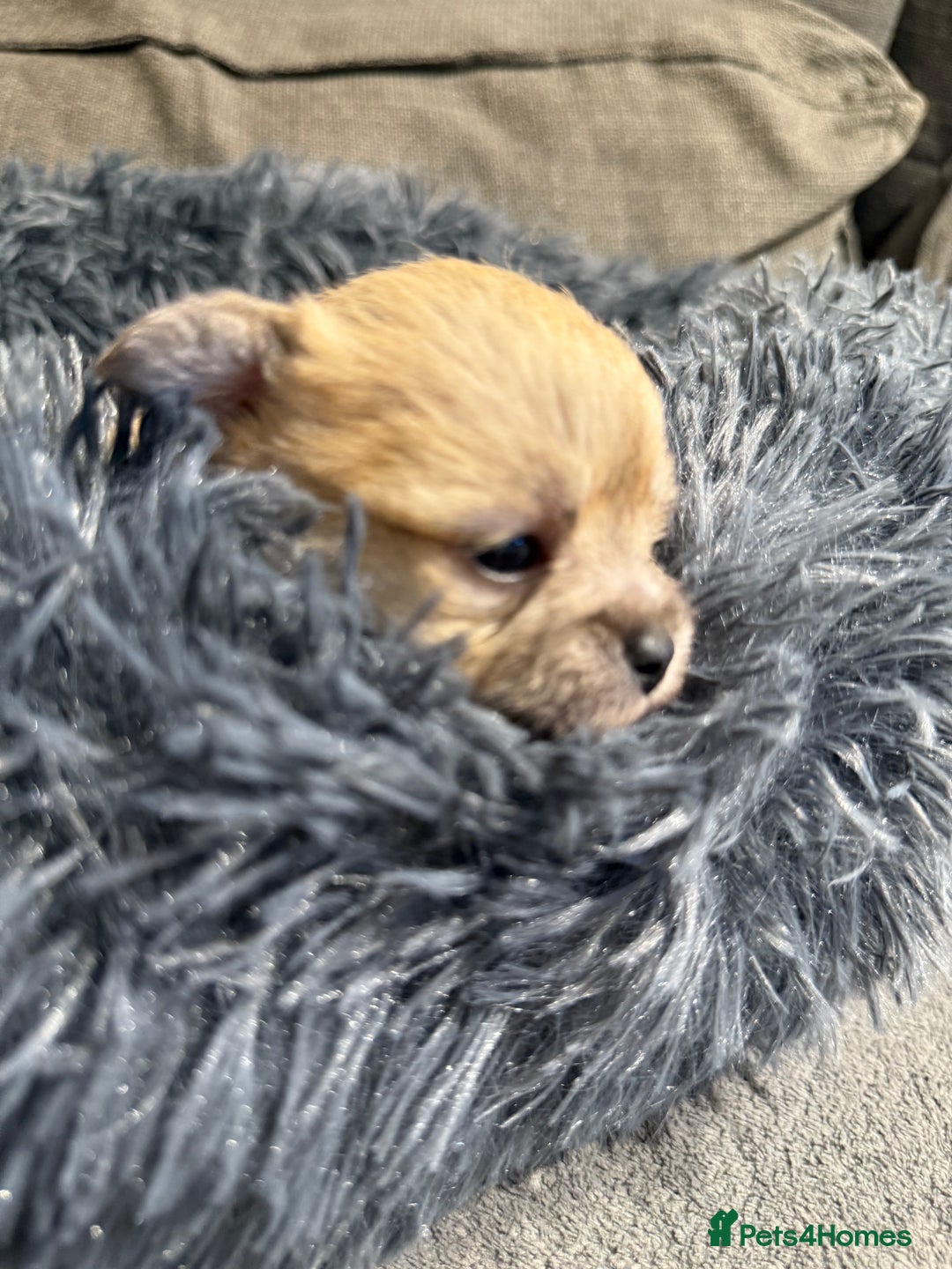 Mixed Breed dogs for sale: Malchi Puppies Looking for Their Forever Homes  - Image 7