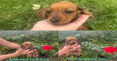 Miniature Dachshund dogs - Advert 1