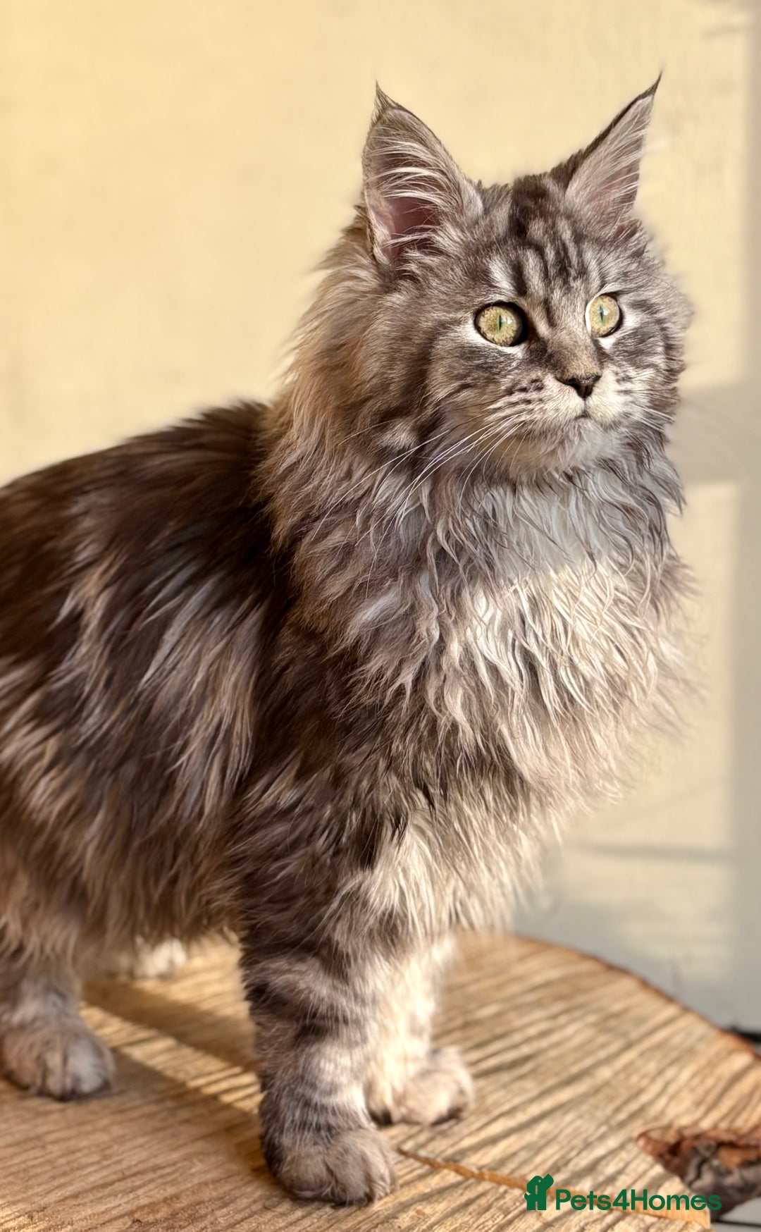 Maine Coon cats for sale: Beautiful Maine coon kittens - Advert 8