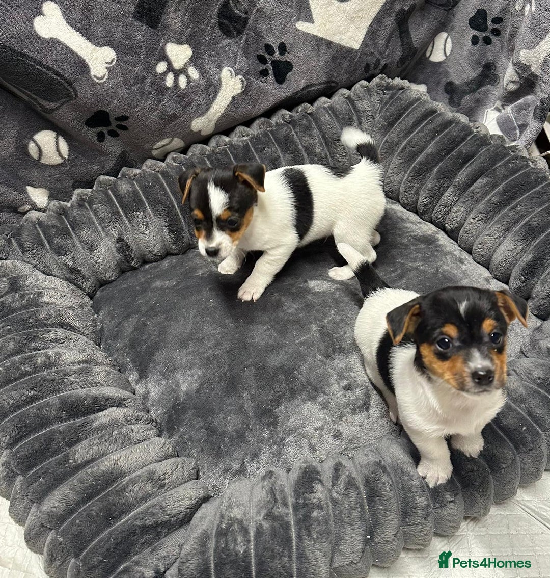 Jack Russell dogs for sale: Jack Russell puppies - Advert 1