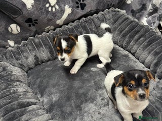 Jack Russell dogs Jack Russell puppies - Advert 1