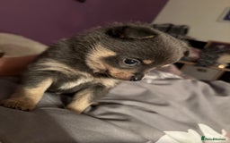 Pomchi dogs for sale: Primrose’s precious pomchi babies - Advert 7