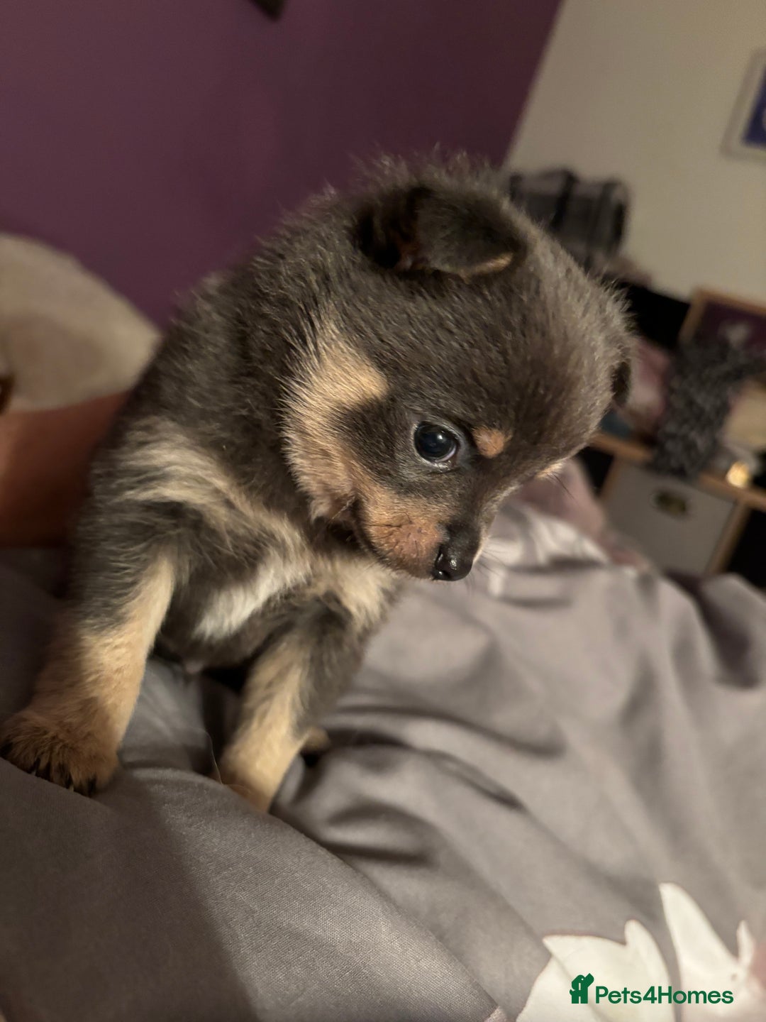 Pomchi dogs for sale: Primrose’s precious pomchi babies - Advert 7