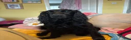 Cockapoo dogs for sale: Beautiful F1 COCKAPOO PUPPIES , 4 BOYS , 2 GIRLS  - Advert 11