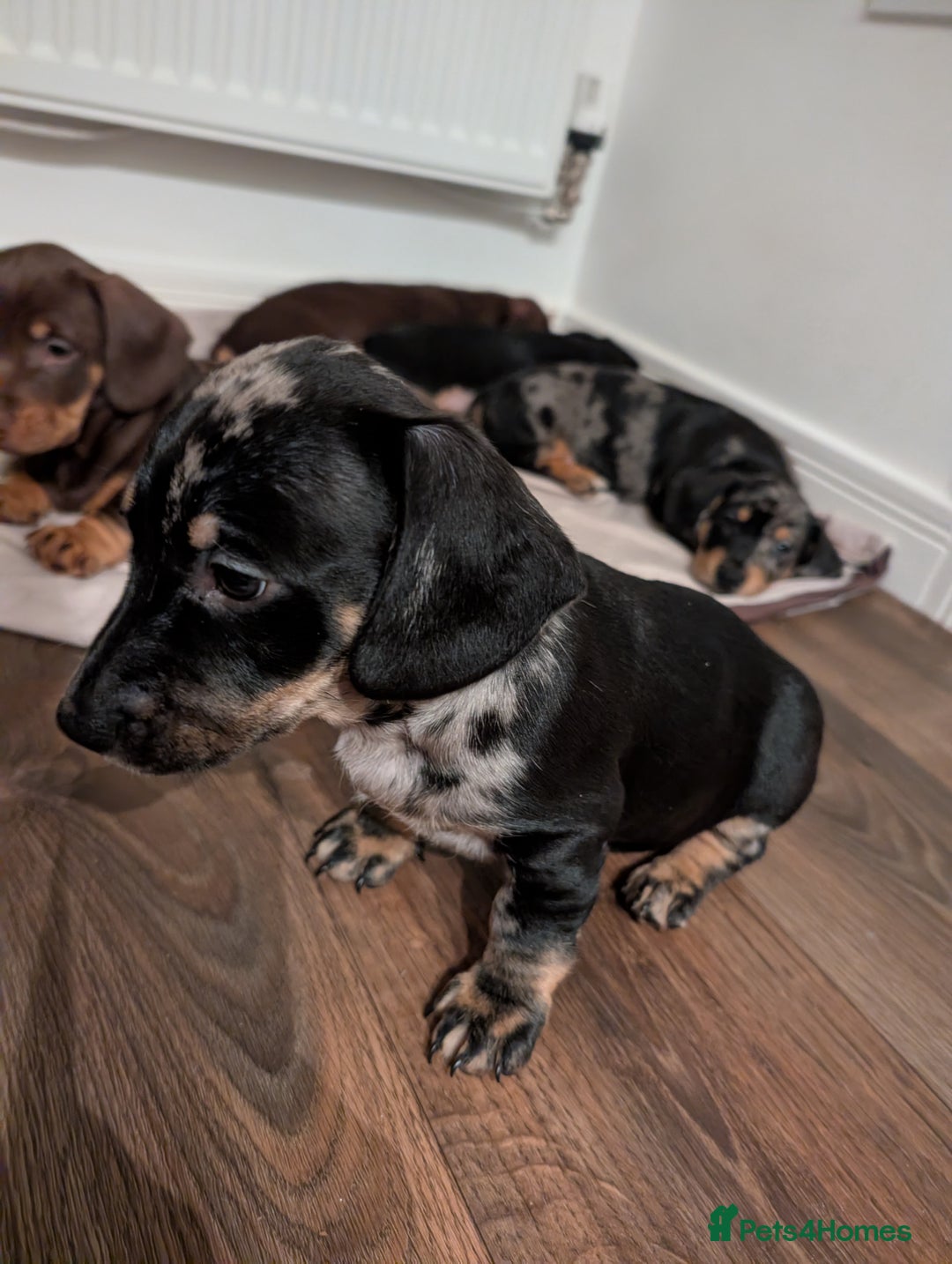 Dachshund dogs for sale: Daschund puppies  - Advert 3