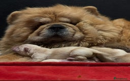 Chow Chow dogs for sale: 🧸🧸Beautiful litter of chow chow puppies🧸🧸 - Image 15