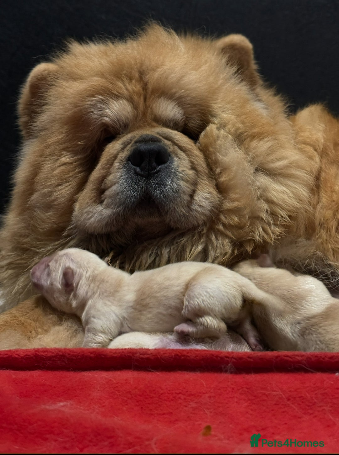 Chow Chow dogs for sale: 🧸🧸Beautiful litter of chow chow puppies🧸🧸 - Image 15