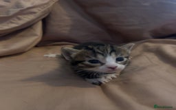 Mixed Breed cats for sale: Kittens for sale  - Image 5