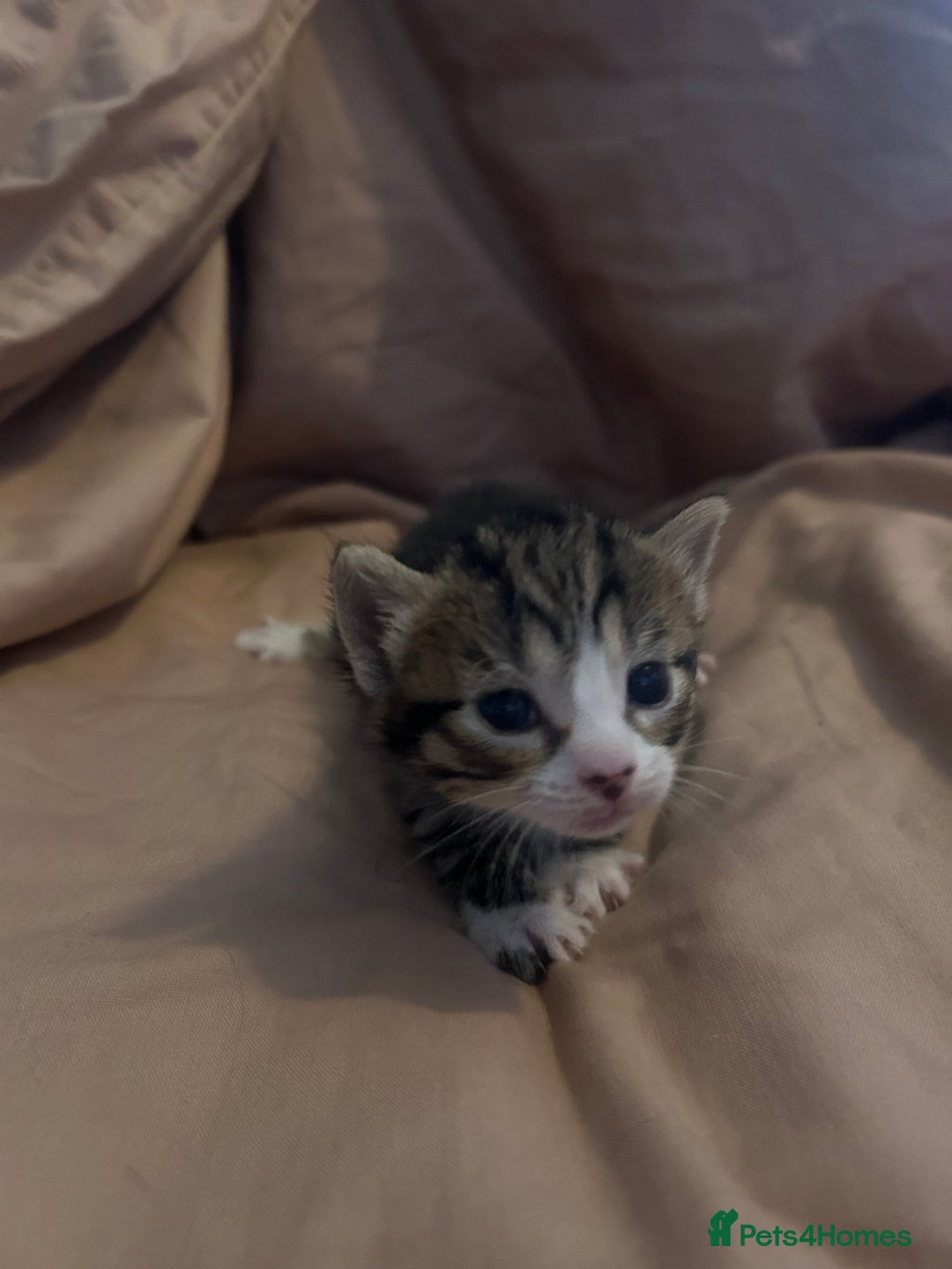 Mixed Breed cats for sale: Kittens for sale  - Image 5