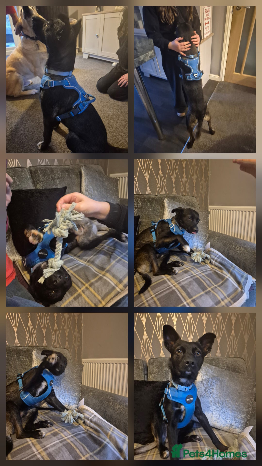 Mixed Breed dogs for adoption: PUPI!  - Advert 4