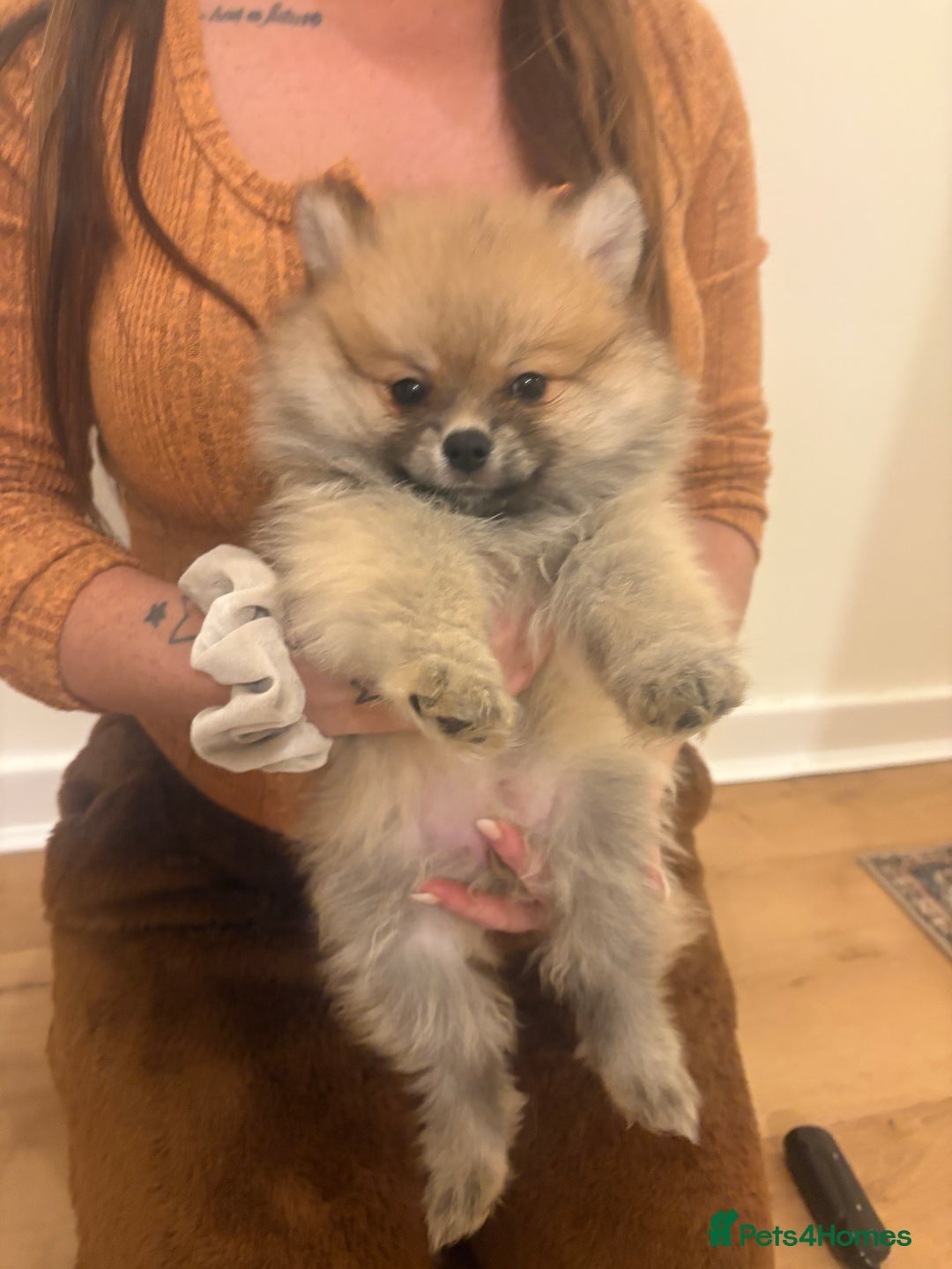 Pomeranian dogs for sale: Ready now***tiny teddy faced Pomeranian baby’s.  - Advert 23