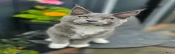 Maine Coon cats for sale: Maine Coon kittens for sale - Advert 2