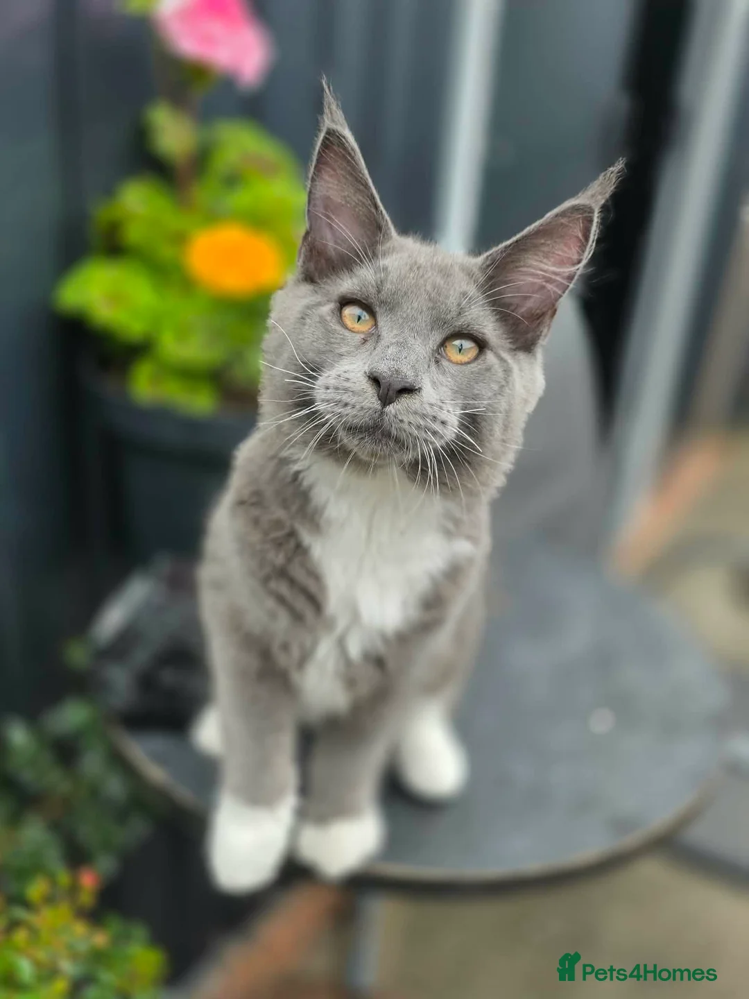 Maine Coon cats for sale: Maine Coon kittens for sale - Advert 2