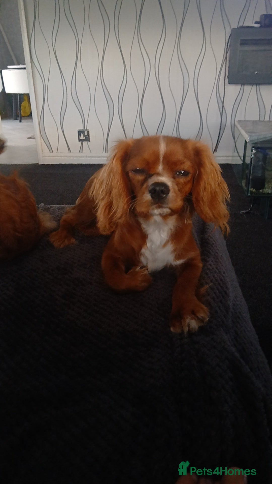 Cavalier King Charles Spaniel dogs for sale: Male 11 months  - Advert 3