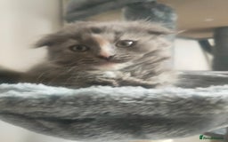Ragdoll cats for sale: Beautifully half ragdoll kittens  - Image 12