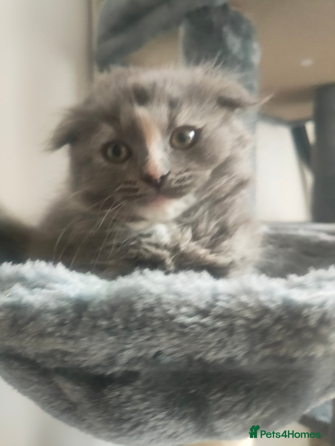 Ragdoll cats for sale: Beautifully half ragdoll kittens  - Image 12