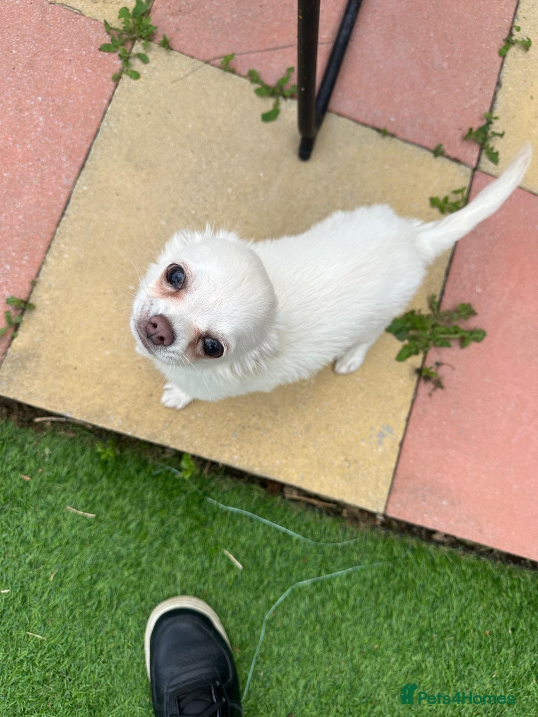 Chihuahua dogs for sale: 4 month old boy - Image 4