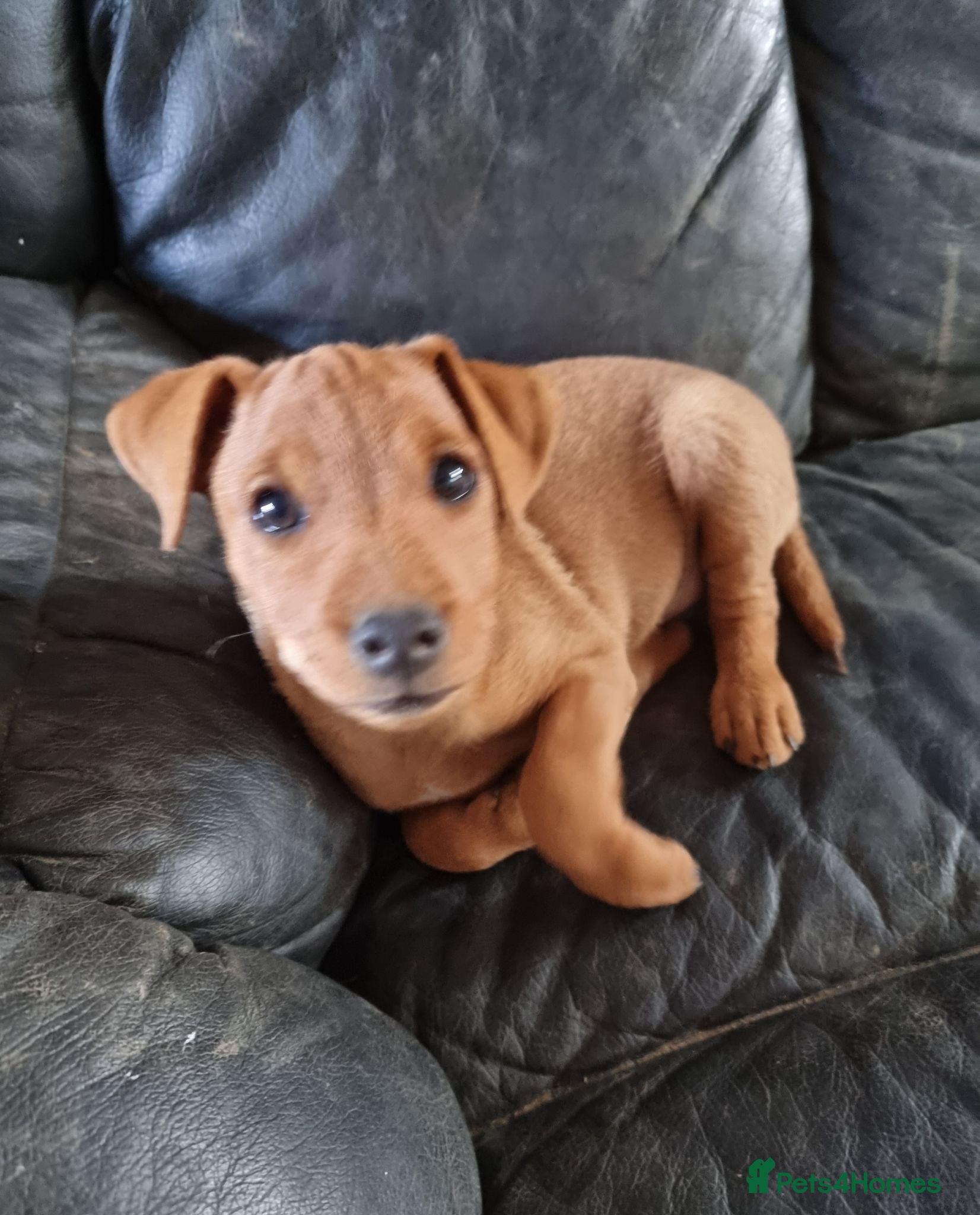 Mixed Breed dogs Amazing wee Patterdale x lakeland pups - Advert 1