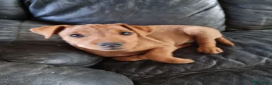 Mixed Breed 1