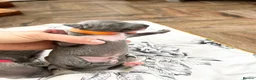 Italian Greyhound dogs for sale: Outstanding KC reg Italian greyhound puppies  - Advert 18