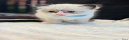 Ragdoll cats for sale: Beautiful Ragdoll Kittens Ready Soon 🐾 - Advert 7