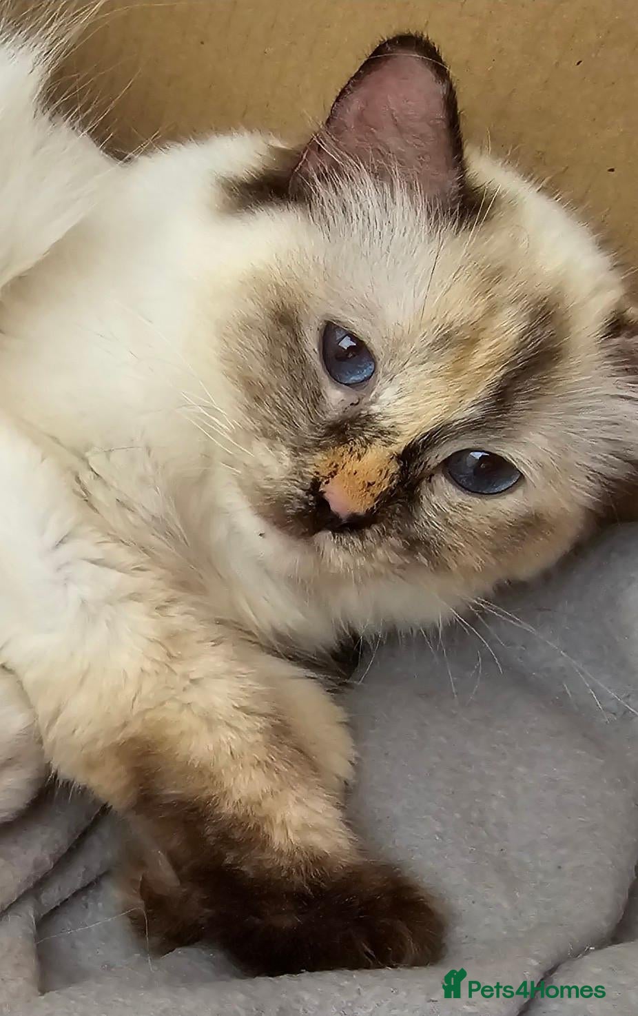 Ragdoll cats GCCF Ragdolls looking for new home - Advert 1