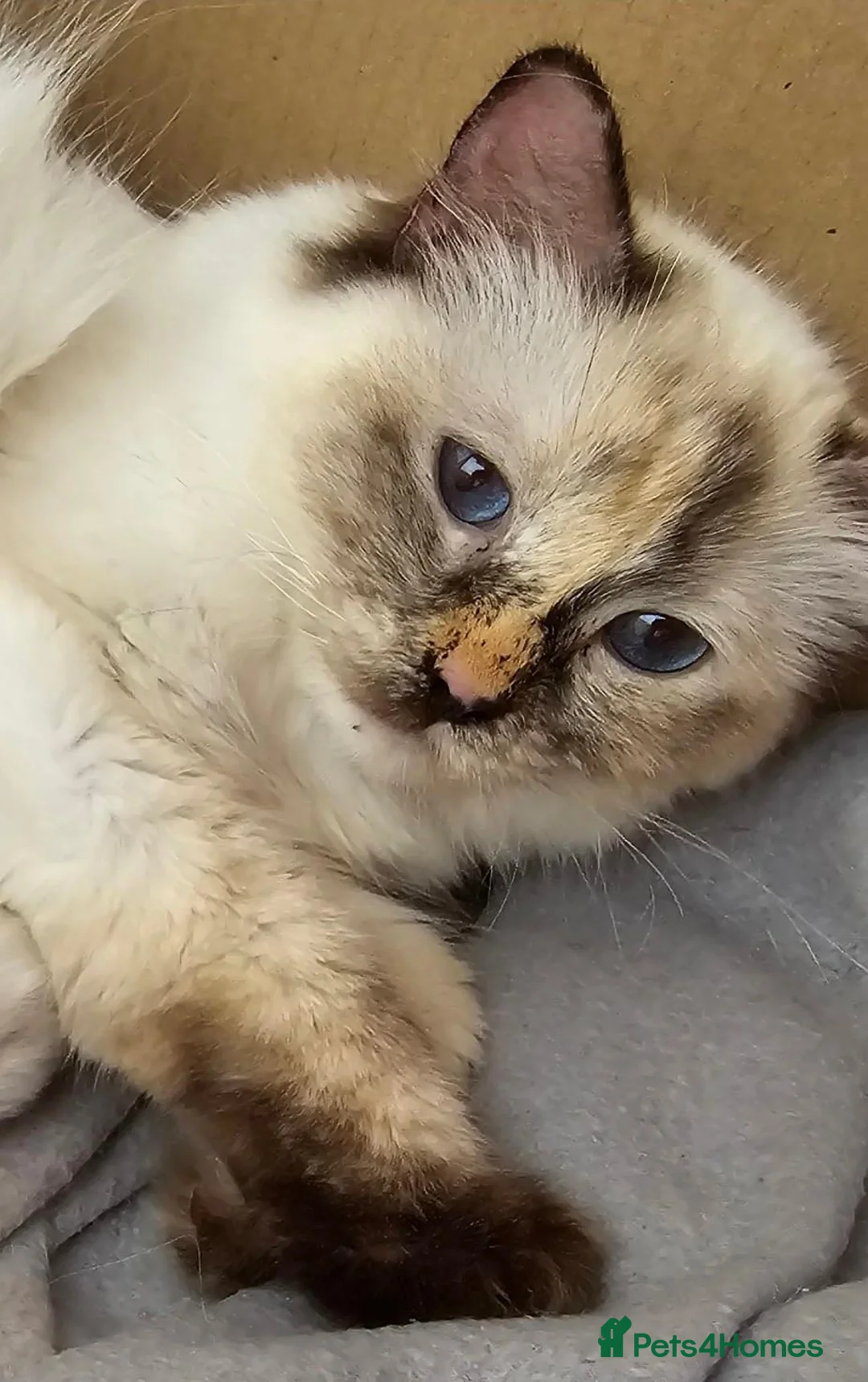 Ragdoll cats for sale: GCCF Ragdolls looking for new home - Advert 1