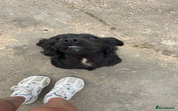 Cocker Spaniel dogs for sale: KC Reg Female Cocker Spaniel - Image 2