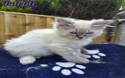 Ragdoll cats for sale: 🤍 STUNNING GCCF REGISTERED RAGDOLL KITTENS 🤍🤍 - Image 19