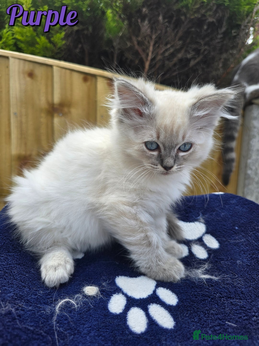 Ragdoll cats for sale: 🤍 STUNNING GCCF REGISTERED RAGDOLL KITTENS 🤍🤍 - Image 19