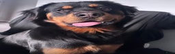 Mixed Breed dogs for sale: Male RottweilerxBernese Mountain dog - 2 years old - Advert 1
