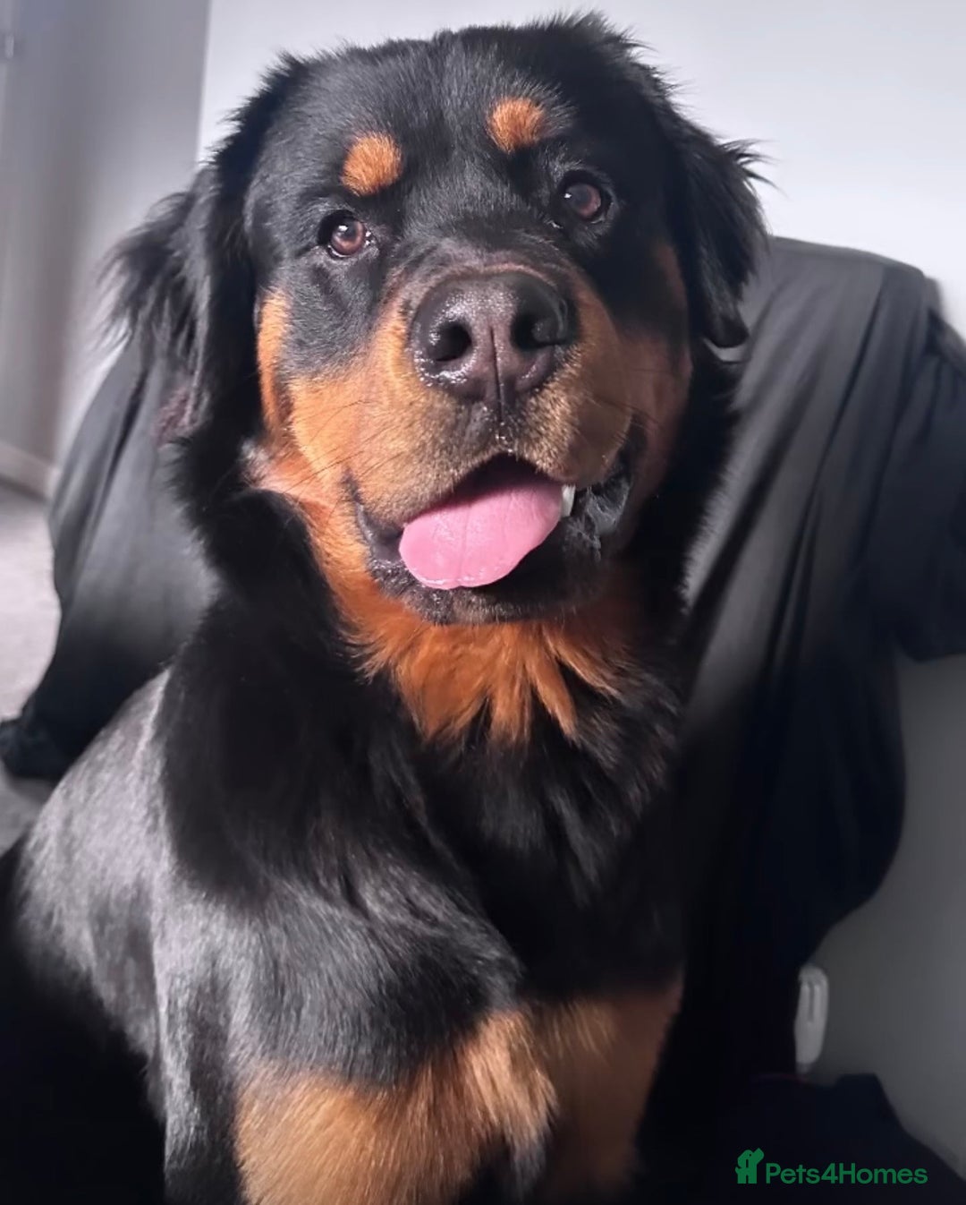 Mixed Breed dogs for sale: Male RottweilerxBernese Mountain dog - 2 years old - Advert 1