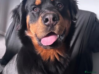 Mixed Breed dogs Male RottweilerxBernese Mountain dog - 2 years old - Advert 1