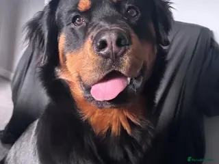 Mixed Breed dogs Male RottweilerxBernese Mountain dog - 2 years old - Advert 19