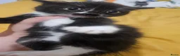 Mixed Breed cats for sale: 2 cute kittens  - Advert 7
