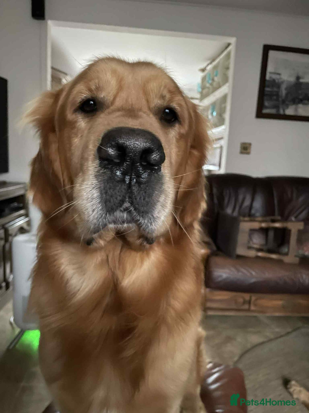 Golden Retriever dogs for stud: Handsome Hugo ready for stud - Image 2