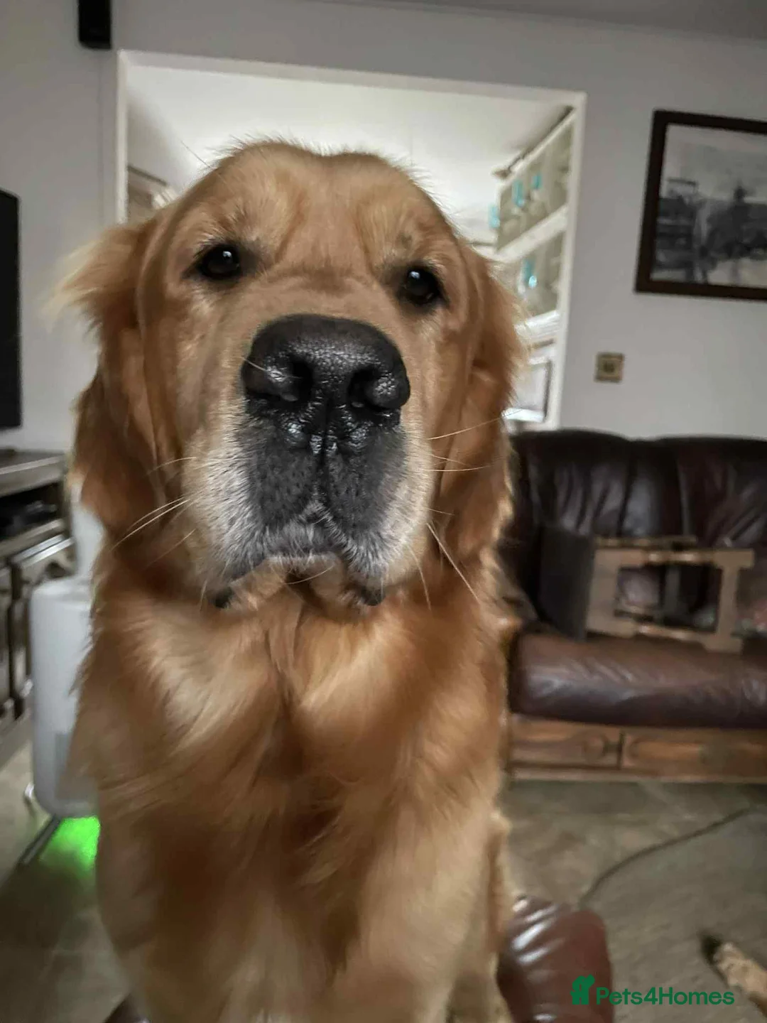 Golden Retriever dogs for stud: Handsome Hugo ready for stud - Advert 2