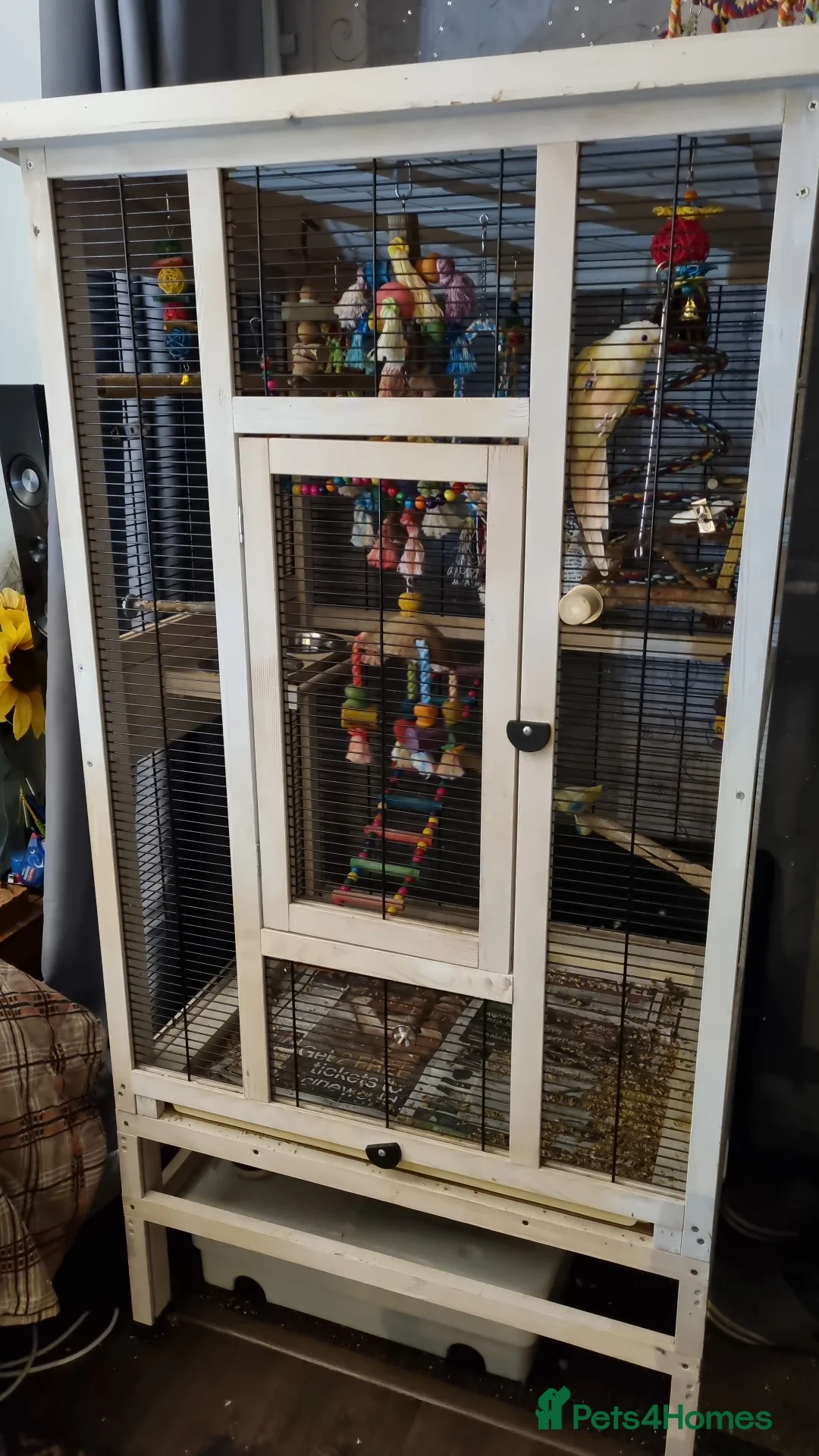 Conures birds for sale: Rare moon cheek conure  - Advert 2