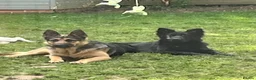 German Shepherd dogs for sale: Straight backed long coated German shepherds  in Bedale - Advert 9