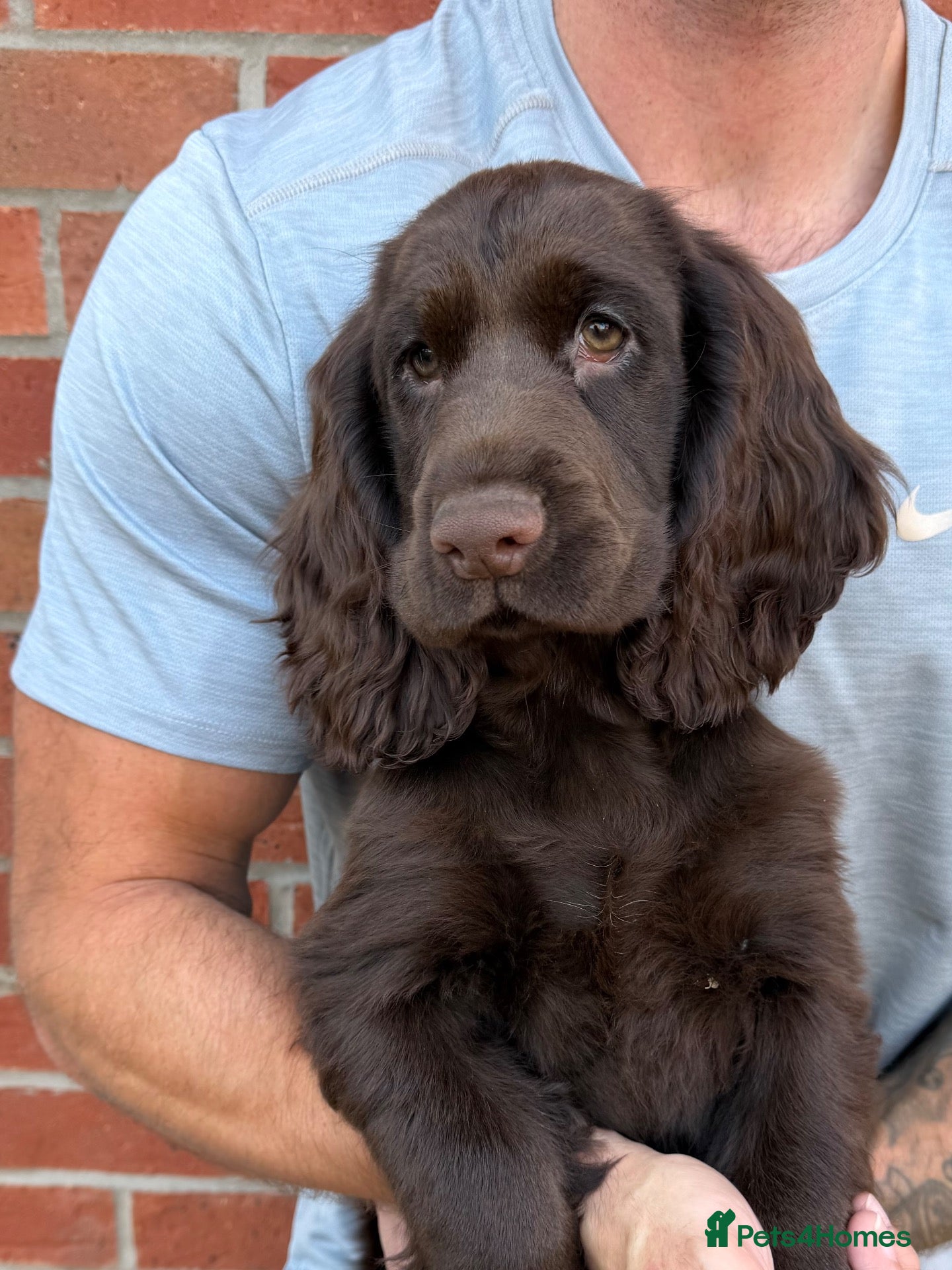Cocker Spaniel dogs  UPDATED AD  Outstanding cocker spaniel puppies - Advert 10