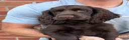 Cocker Spaniel dogs for sale:  UPDATED AD  Outstanding cocker spaniel puppies - Advert 1